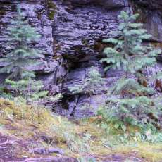 Multi-colored Foliage on Angel Falls Trail, Montana