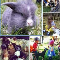 Petting Zoo in Kid's Festival