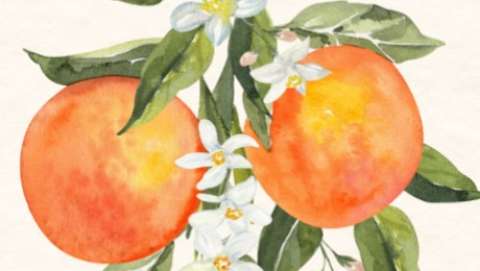 Orange Blossom Festival, Parade and Rodeo