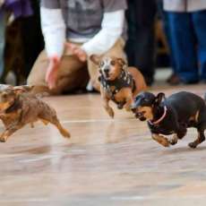 Wiener Dog Races