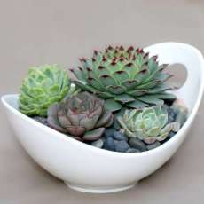 Succulents