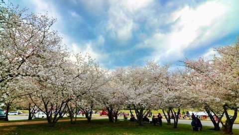 Macon, Georgia's International Cherry Blossom Festival