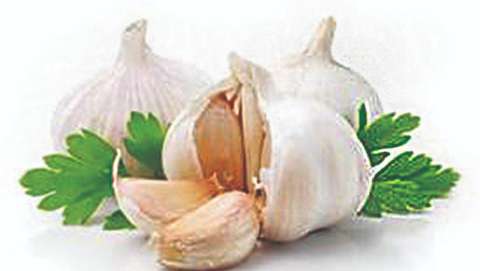 Garlic Festival
