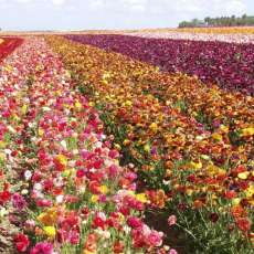 The Flower Fields