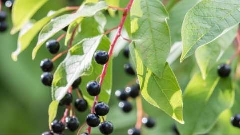 North Dakota Chokecherry Festival