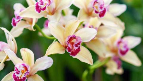Orchid and Bromeliad Show and Sale