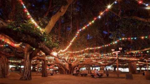 Holiday Lighting of the Banyan Tree