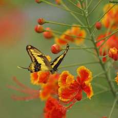 Butterfly in the Wilds