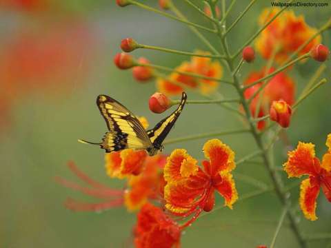 Butterfly in the Wilds