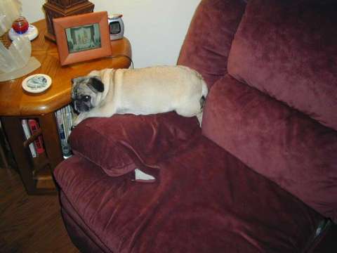 My Pug bored with it all