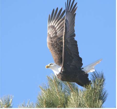 Bald Eagle