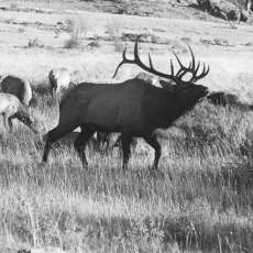Bull Elk
