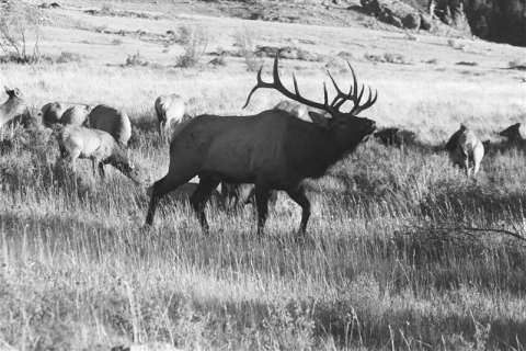 Bull Elk