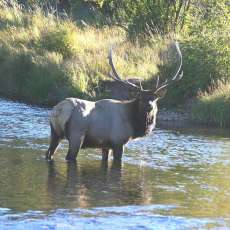 Bull Elk