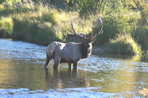 Bull Elk