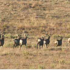 Mule Deer Bucks