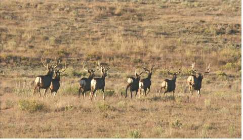 Mule Deer Bucks