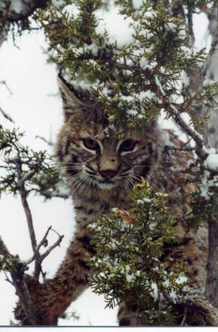 bobcat