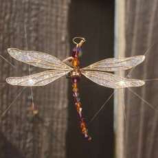 Medium Dragonfly Creation