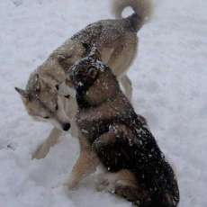 Wolf Snow Play