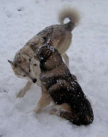 Wolf Snow Play