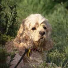 Sadiebits enjoying the Sunshine