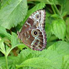 Morpho Peleides