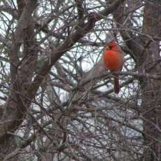 Cardinal in Winter