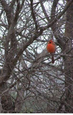 Cardinal in Winter