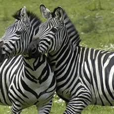 Everything is not all black and white!