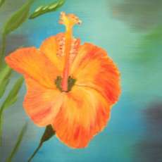 Orange Hibiscus