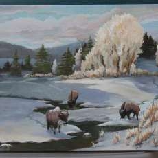 Teton Bison in oil copyrighted