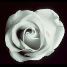 Softly Romantic (B&W)