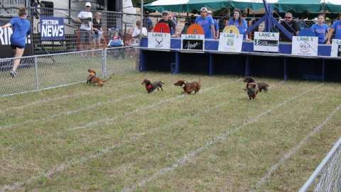 Buda Wiener Dog Races and County Fair