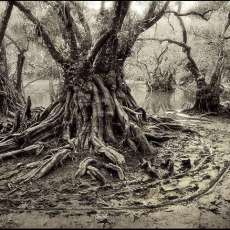 Welcome to the Jungle