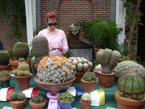 cacti show