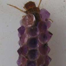 Caddisfly in Faceted Case - That he built!