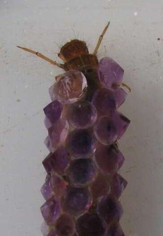 Caddisfly in Faceted Case - That he built!