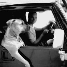 Man's Best Passenger