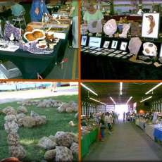 Images from past Gem-Mineral-Fossil Shows