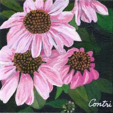 Coneflowers From Our Garden