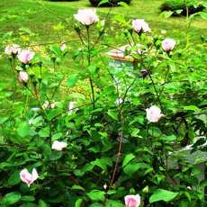 light pink  roses on fence
