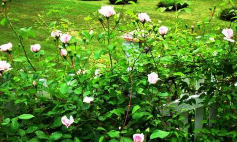 light pink  roses on fence