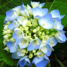 blue hydrangea