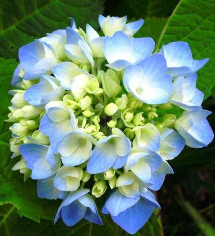 blue hydrangea