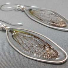 Real Cicada Wing Earrings