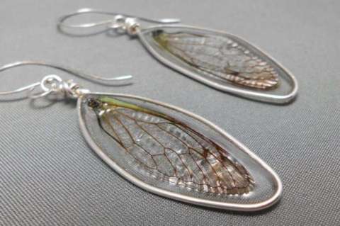 Real Cicada Wing Earrings
