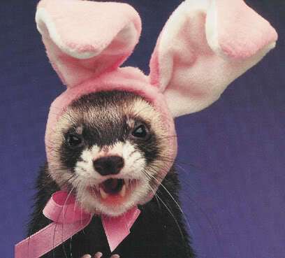 Ferret as a bunny