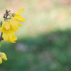 Forsythia