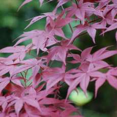 Japanese Maple